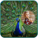 Peacock Photo Frames Icon