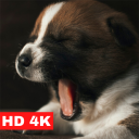 Puppy Wallpapers HD