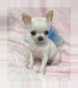 Chihuahua-dogs screenshot 0