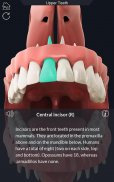 Dental  Anatomy screenshot 2