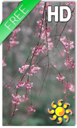 Cherry Blossom LWP screenshot 0