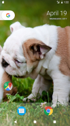 Pitbull Pup Wallpaper HD screenshot 4