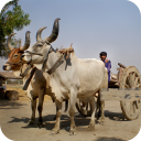 Bullock Cart Full HD Wallpaper