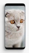 Scottish Fold Wallpapers screenshot 12