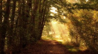 Forest Jigsaw Puzzle screenshot 0