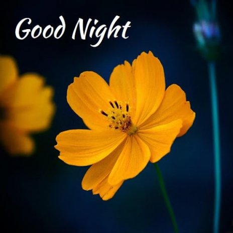 Get Here Beautiful Images Of Good Night With Flowers Hd