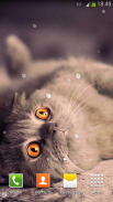 القطط لطيفه خلفية متحركة screenshot 5