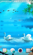 Swan Live Wallpaper HD 4K Cool screenshot 6