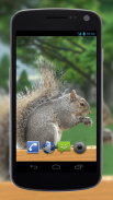 4K Park Squirrel Video Live Wallpaper screenshot 0