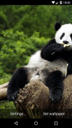 Panda Live Wallpaper HD screenshot 2