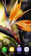 Tropical Flower Live Wallpaper screenshot 8