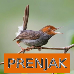 13++ Suara burung wik wik mp3 terbaru