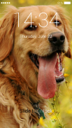 Golden Retriever Lock Screen screenshot 1