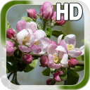 Spring Flower Live Wallpaper Icon