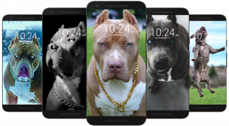 Pitbull Wallpaper HD screenshot 2