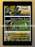 Suara Pikat Burung Ribut Mp3 screenshot 4