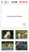 Razze canine - Quiz sui cani! screenshot 3