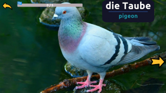 Learn Animals in German screenshot 1