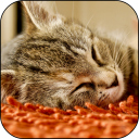 Sleeping Kitten Live Wallpaper Icon