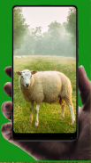 Sheep Wallpaper screenshot 11