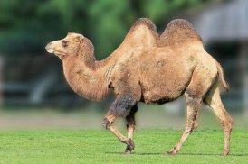 Camel wallpapers screenshot 1