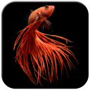 Betta Fish Wallpapers