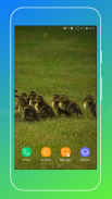 Duck Wallpaper screenshot 3