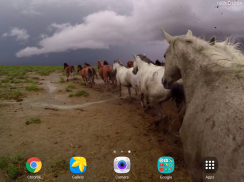 Kuda-kuda liar wallpaper hidup screenshot 11