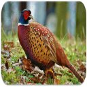 Pheasant sounds