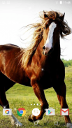 Horses Live Wallpaper HD screenshot 5