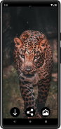 Leopard Wallpapers screenshot 2