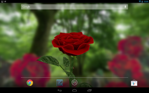Живые обои "Роза 3D", бесплатная версия screenshot 1