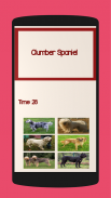 Quiz of dogs puppies breeds screenshot 3