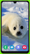 Harp Seal Wallpaper HD screenshot 14