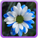 Daisy Wallpaper Gallery Icon