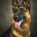 German Shepherds Icon