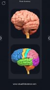 Brain Anatomy Pro. screenshot 8