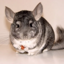 Chinchilla sounds