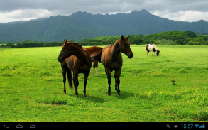 Horses Live Wallpaper screenshot 2