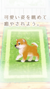 癒しの子犬育成ゲーム〜柴犬編〜 screenshot 7