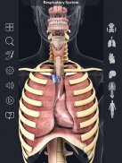 Respiratory System Anatomy screenshot 0