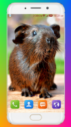 Guinea Pig Wallpaper screenshot 8