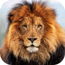 Lion HD Live Wallpaper Icon