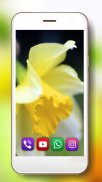 Spring Irises and Narcissus Flowers Live Wallpaper screenshot 2