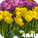 4K Flower Glade Video Live Wallpapers Icon