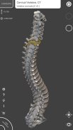 Skeleton | 3D Anatomy screenshot 6