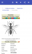 Genera of insect screenshot 0