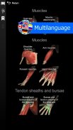 Anatomy Learning - 3D анатомический атлас screenshot 6