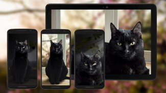 Lindo gato negro Fondos de pantalla animados screenshot 5
