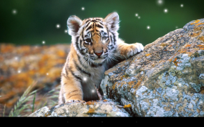 Little Tiger Live Wallpaper screenshot 11